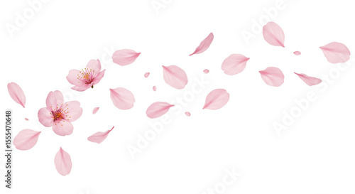flying pink petals isolated on transparent background cutout. Floating Pink Flower Petals and Blossoms on White Background