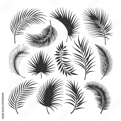 Palm leaves vector set tropical leaf silhouette exotic plant foliage botanical illustration design element isolated