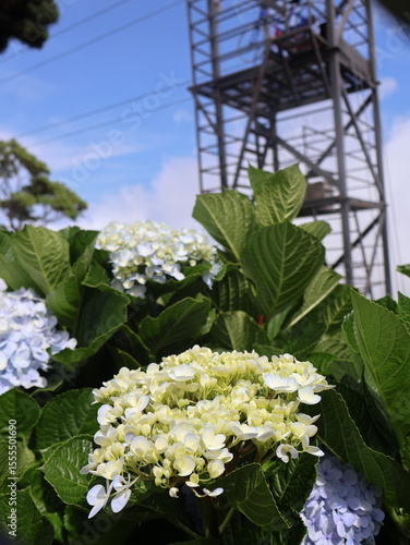 flowers in the garden