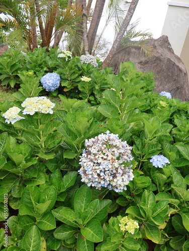 white flowers in the garden