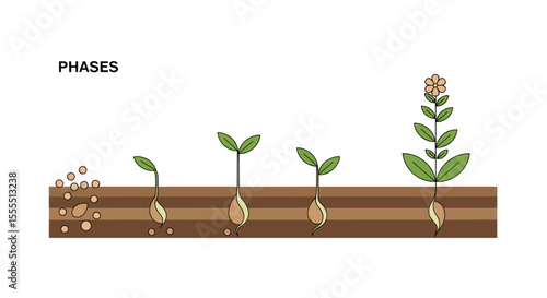 Observing the Fascinating Stages of Plant Growth From Seed to Mature Sprout Development