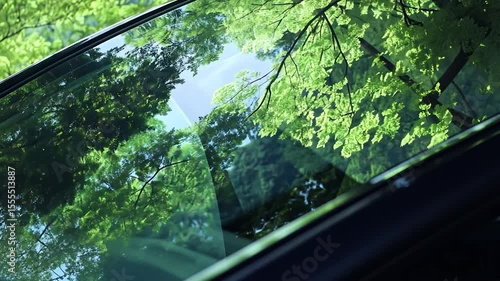 Lush green foliage reflected in a car window