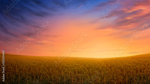 sunset over wheat field