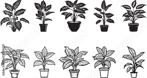 Collection of Dieffenbachia - Dumb Cane icon clean simple silhouette