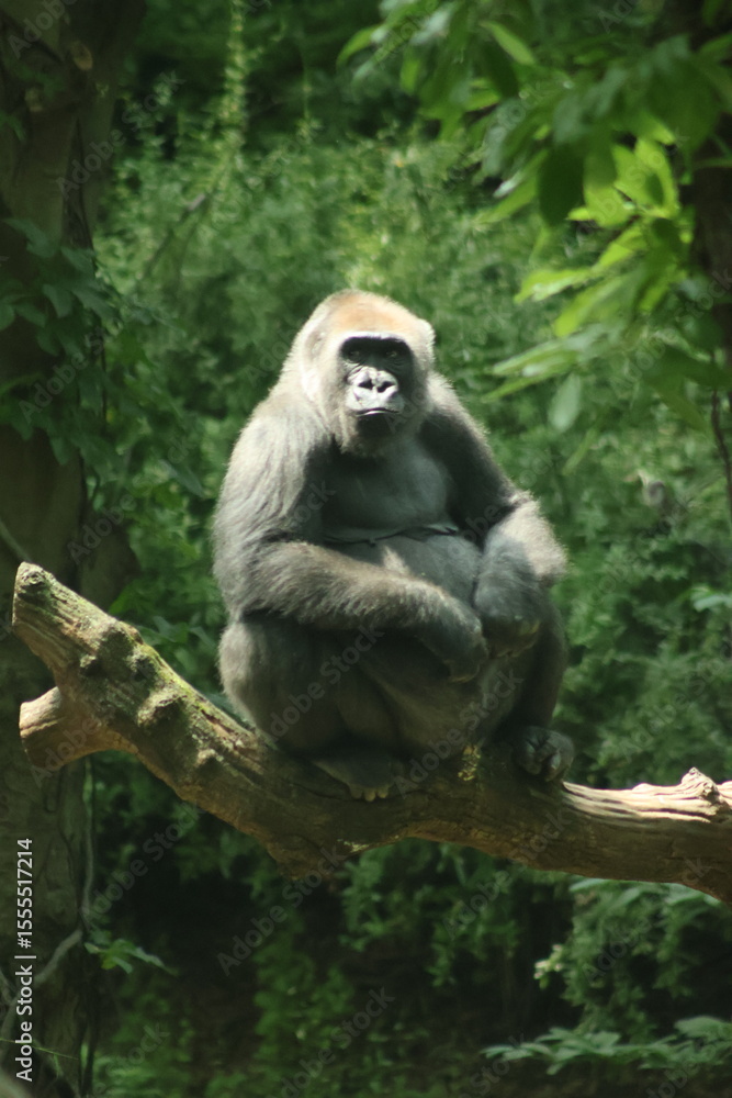 Obraz premium Sitting Gorilla