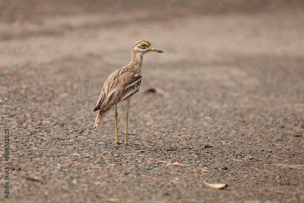 Obraz premium Thick Knee