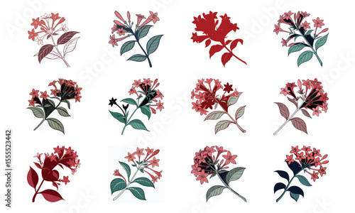 Bundle Bouvardia Flower Floral Cluster With Flat Red Ton (5) 115 Bouvardia Flower Flo