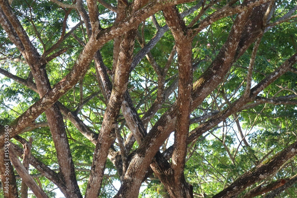 Intersecting Tree Branches Canopy with Sunlight and Green Leaves Intersecting Tree Branches Canopy with Sunlight and Green Leaves
