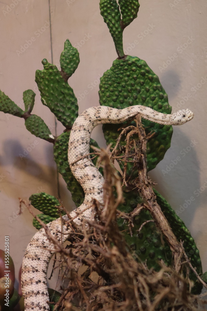 Fototapeta premium Snake On a Cactus