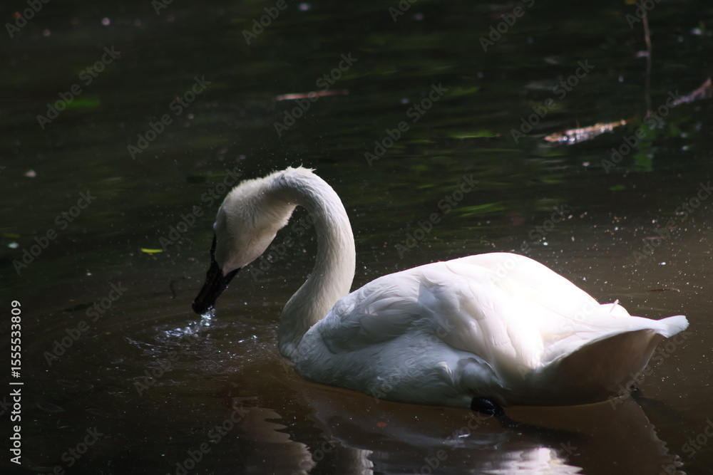 Naklejka premium Diving Swan