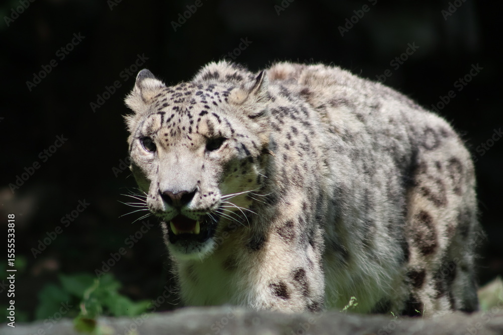 Fototapeta premium Snow Leopard Portrait