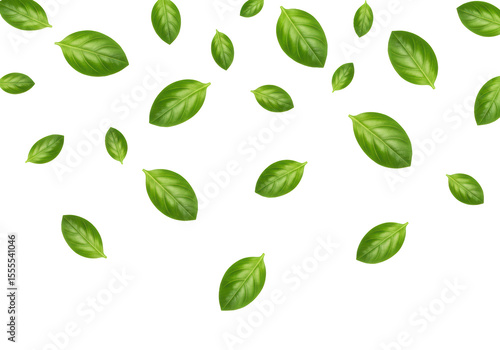 Isolated Scattered Fresh Green Basil Leaves Pattern