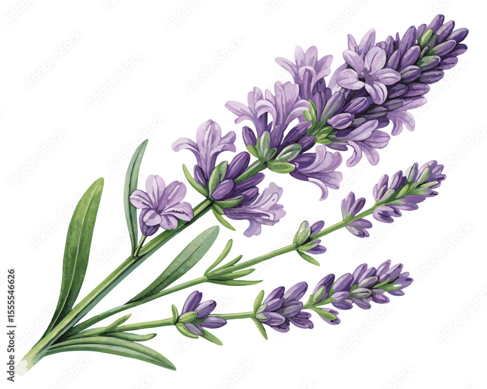 Obraz premium vector of a lavender sprig with blooming purple flowers and green stem, detailed petal structure, isolated on white background 