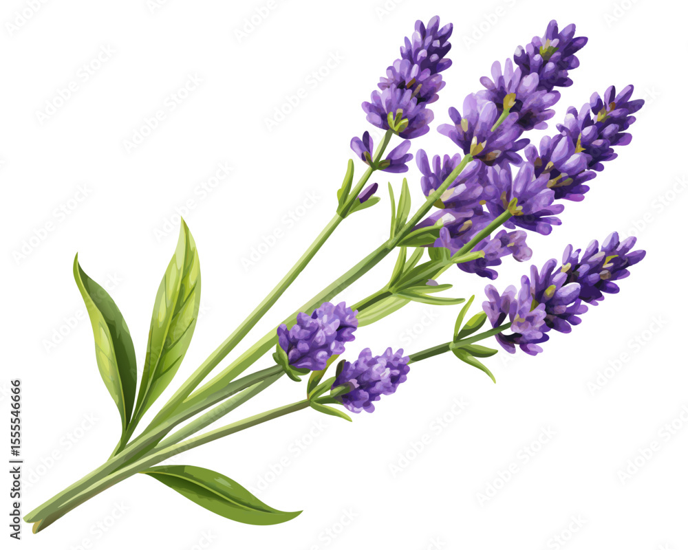 Obraz premium vector of a lavender sprig with blooming purple flowers and green stem, detailed petal structure, isolated on white background 