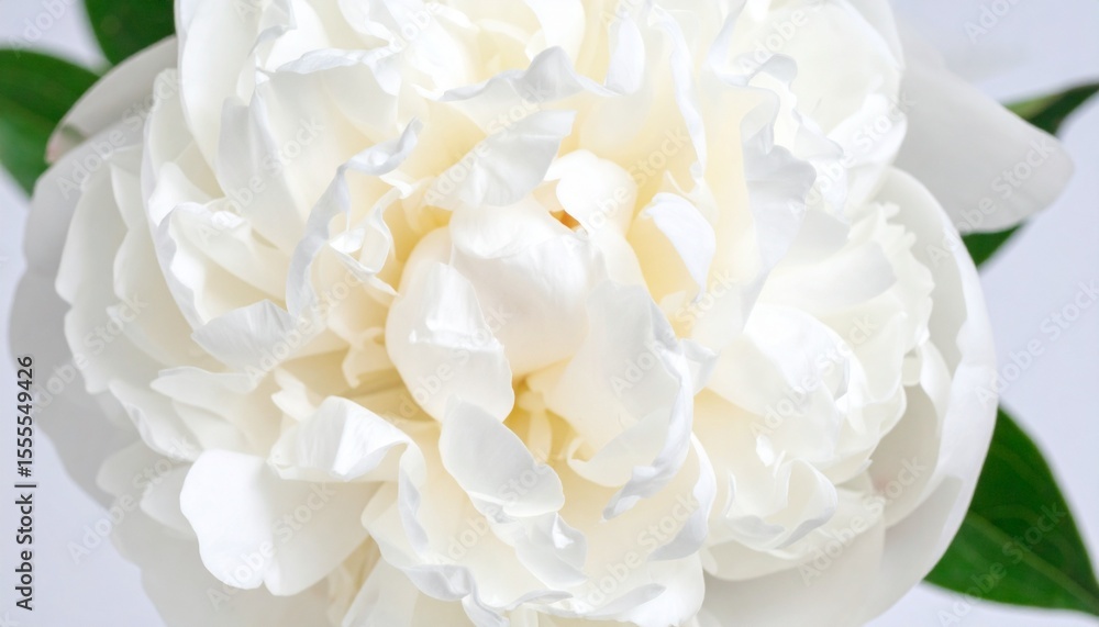 Fototapeta premium White flower close up.