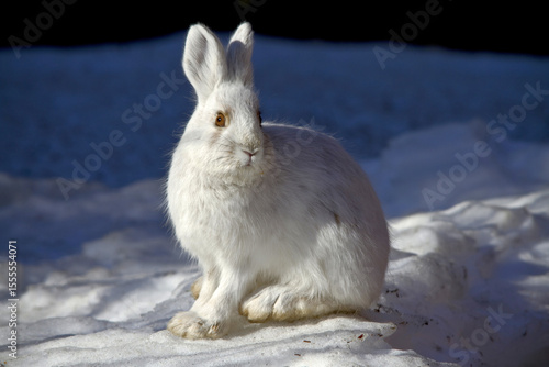 white rabbit on the snow