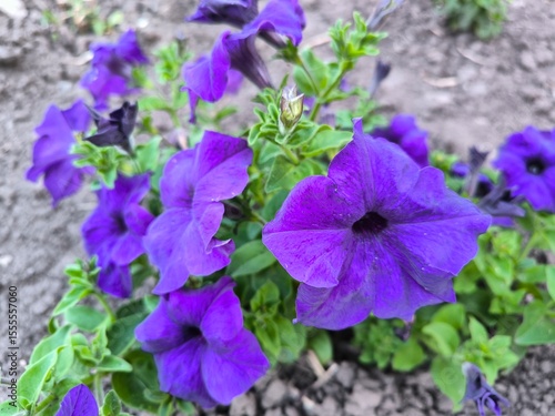 violet flowers in the garden