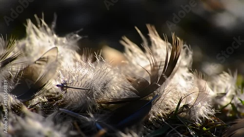 Feathers scattered on grass, some dark, some fluffy, with sunlit highlights
