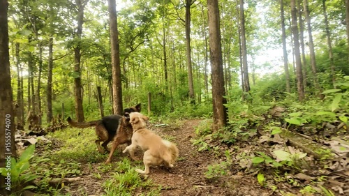 “4K footage of Two dogs walking and exploring in a lush green forest under natural sunlight. Captured with a low-angle drone shot, peaceful and serene nature scene.”
