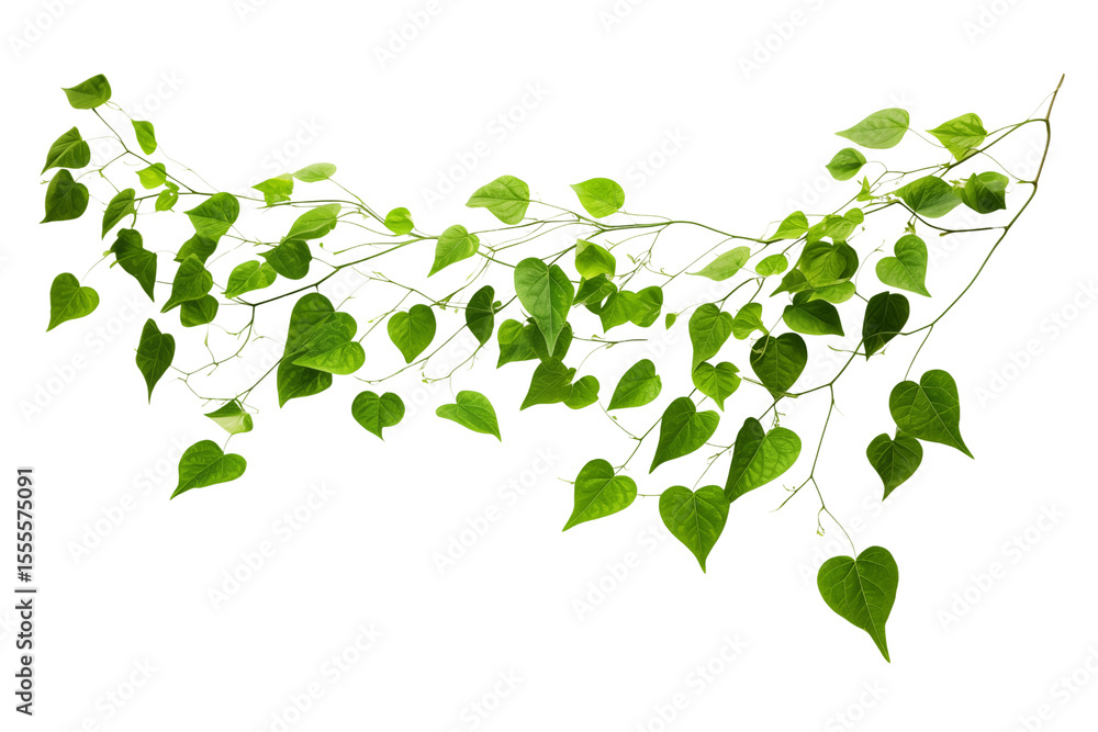 Obraz premium Leaves, vines separated on transparent background