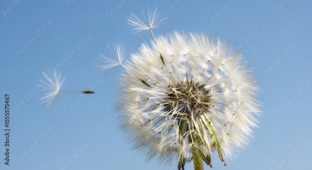Dandelion Seed Head Against a Clear Blue Sky, Seeds Drifting Away Dandelion Seed Head Against a Clear Blue Sky, Seeds Drifting Away