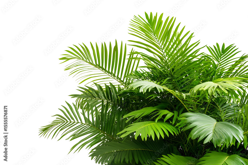 Fototapeta premium Realistic palm leaf isolated on transparent background