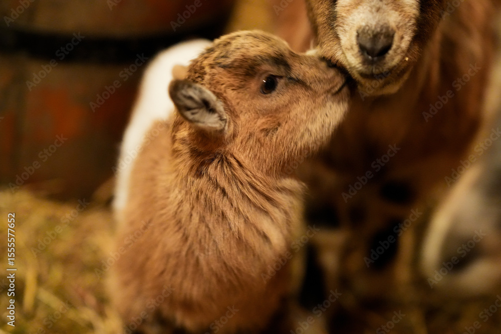 Fototapeta premium baby goat with mom