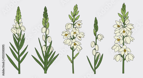 Vector Illustration of Yucca Flower – White Flor de Izote Botanical Drawing Isolated on White Background