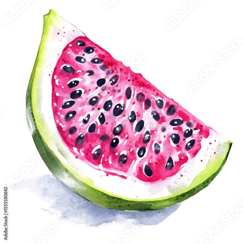 Dragon Fruit Slice, watercolor illustration vector, isolated on a white background.