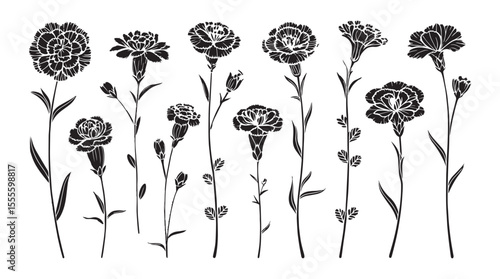 Collection of delicate black carnation flower silhouettes with buds and leaves on white background