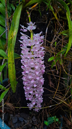 Wallpaper Mural wild flowers in the woods Torontodigital.ca