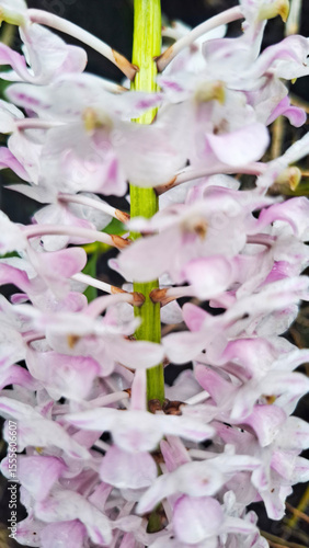 Wallpaper Mural close up of a tropical pink orchid flower in bloom Torontodigital.ca