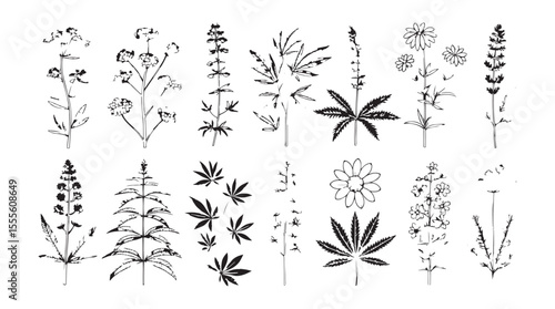 Collection of detailed botanical illustrations of various plants and flowers in a classic line drawing silhouette style