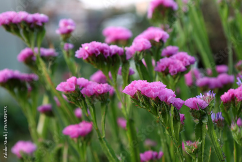 Wallpaper Mural Pink flowers of statice (Latin: Limonium sinuatum) bloom in a summer garden Torontodigital.ca