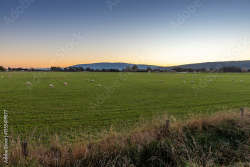 Taieri Plains near Mosgiel, Otago, New Zealand