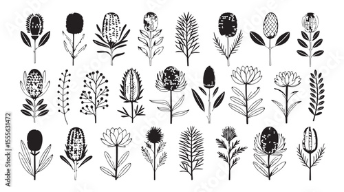 Collection of stylized australian banksia flowers and foliage in a black and white silhouette