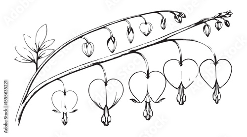 Detailed ink drawing of bleeding heart flowers and buds on a branch with leaves silhouette