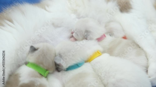 Five Newborn Ragdoll kittens feeding from their mother.