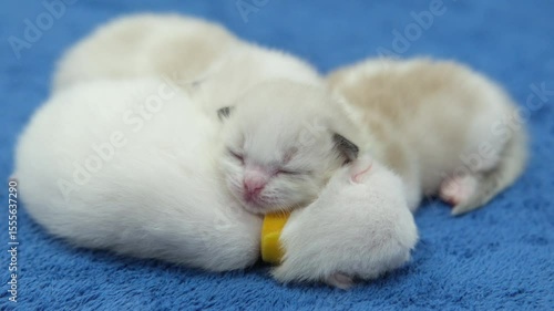 Group of newborn, 1 week old, ragdoll kittens sleeping with eyes closed on the blanket, domestic cat