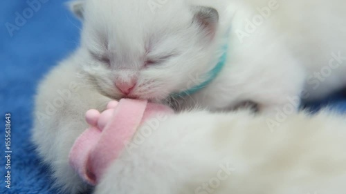 Group of newborn, 1 week old, ragdoll kittens sleeping with eyes closed on the blanket, domestic cat