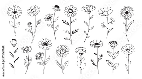 Collection of hand drawn daisy flowers and buds in a simple line art silhouette style