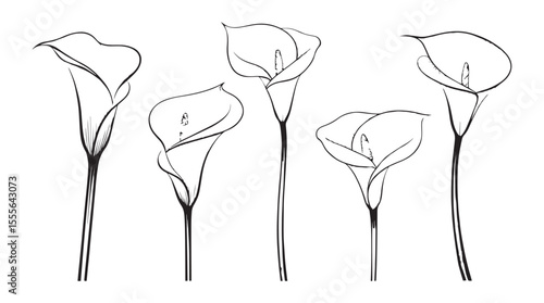 Elegant calla lily flowers with delicate line art detail in a minimalist black and white silhouette style