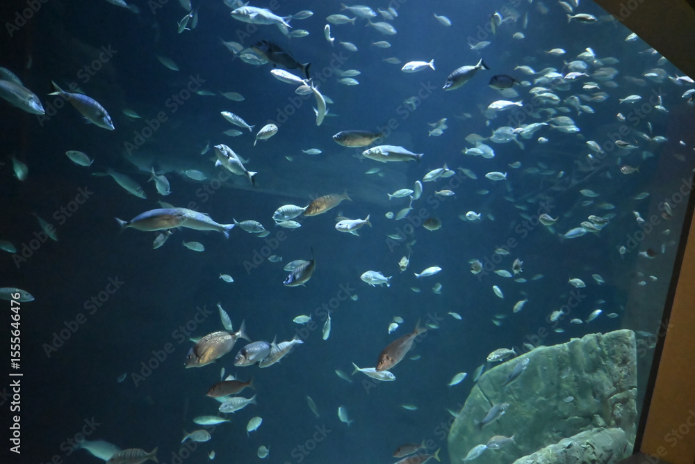 Fototapeta premium fish in the sea