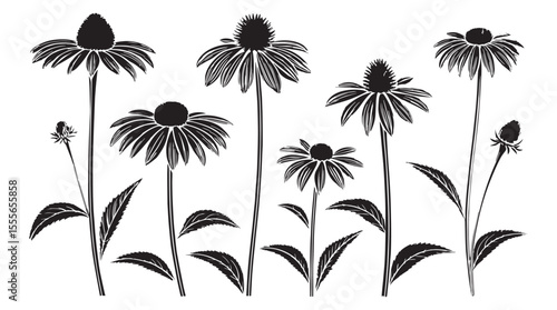 Fotografía Collection of echinacea flowers and buds in a striking black and white silhouett