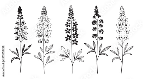 Collection of five delicate botanical illustrations of tall spiked flowers in a simple line drawing silhouette