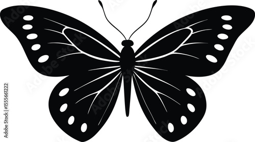 butterfly isolated on white background