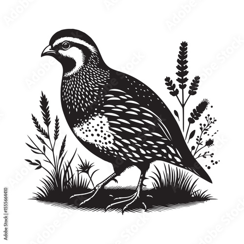 vector illustration of a bird