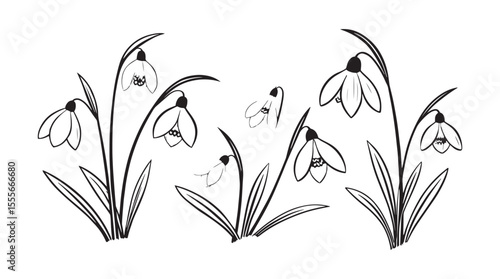 Delicate snowdrop flowers emerging from the snow in a charming black and white silhouette style