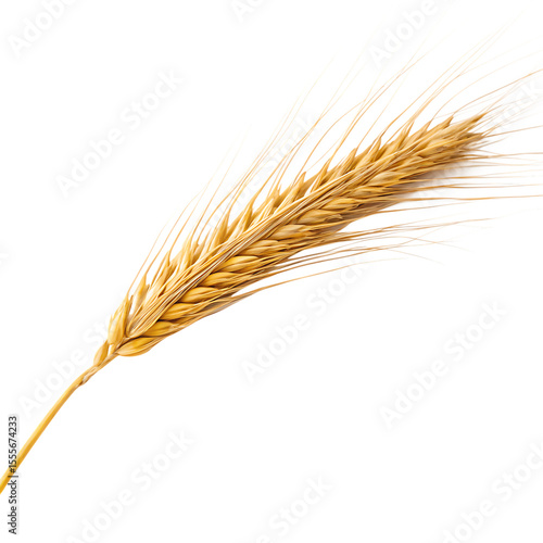 A single golden stalk of wheat with ripe grains and kernels isolated on a transparent background png