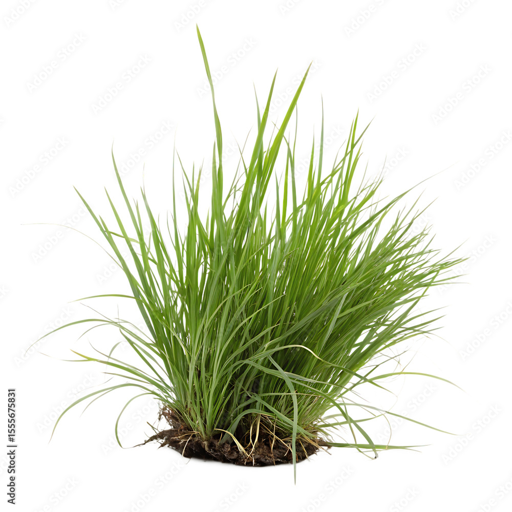 Obraz premium A single dense tussock of wild green grass with long blades isolated on a transparent background png